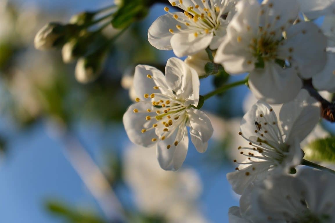 Spring